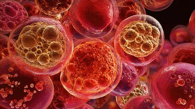 The Ultimate Antioxidant For Whole Body Health From The Inside Out